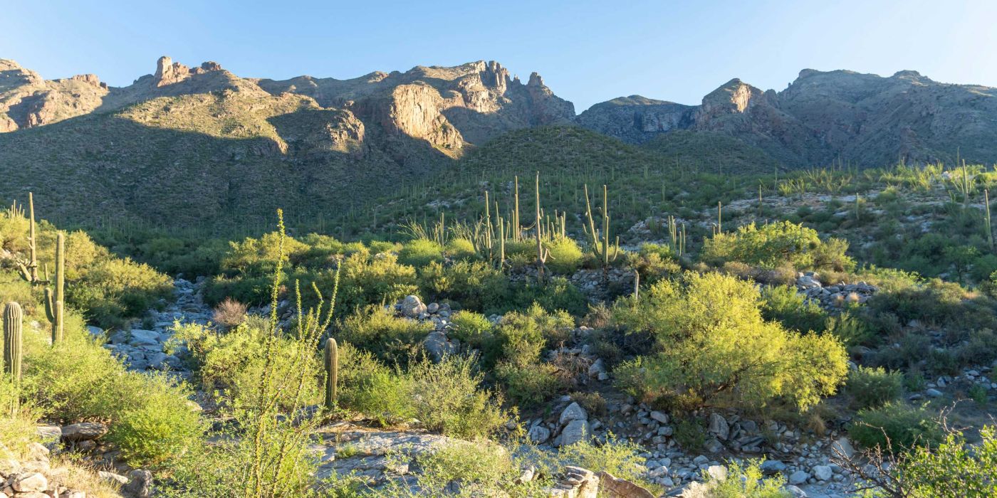 Saguaro National Park | Tucson | Arizona