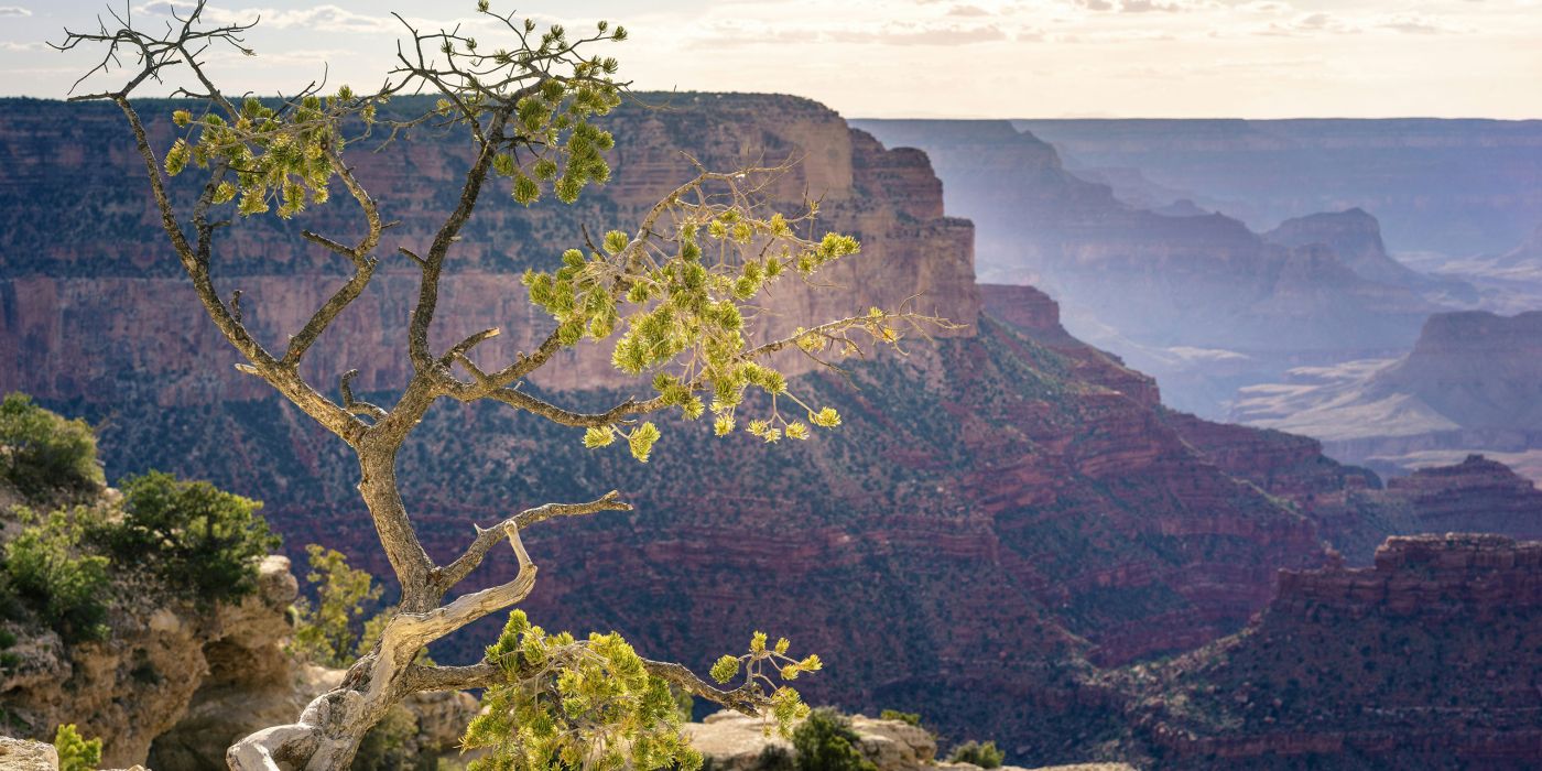 Grand Canyon | Arizona