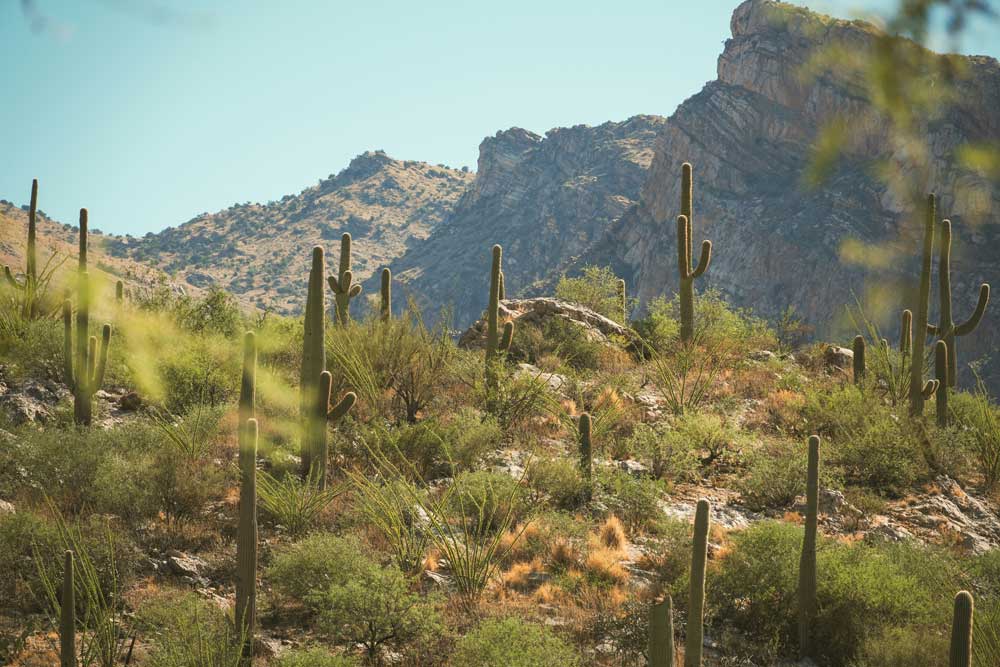 Saguaro National Park | Tucson | Arizona