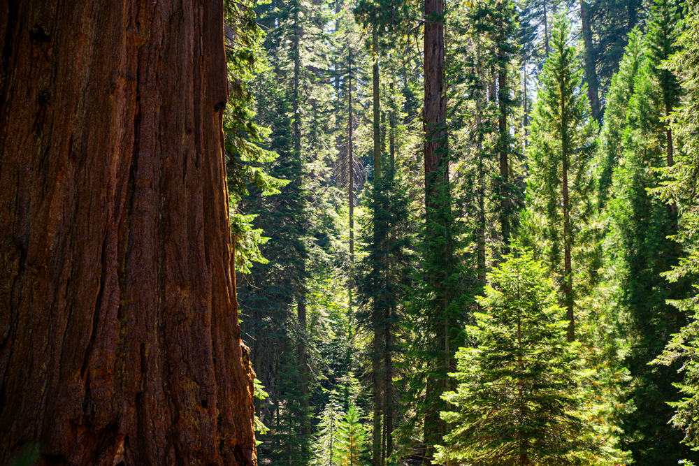 Sequoia National Park, California, USA