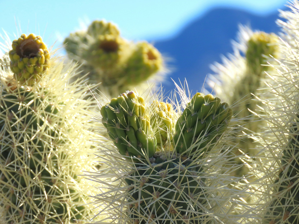 Teddy-bear cholla (Cylindropuntia bigelovii) in Joshua Tree National Park.